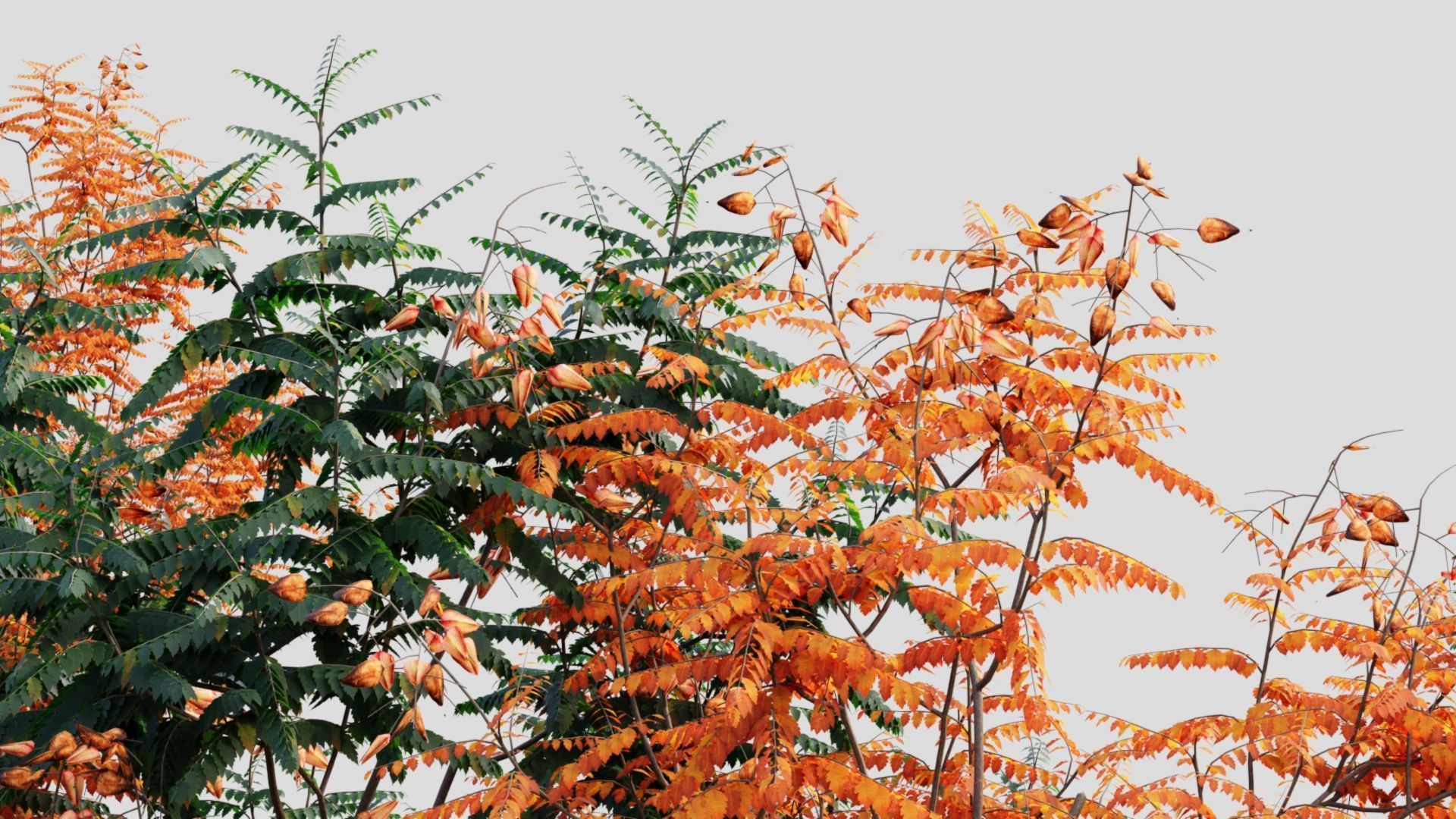 Koelreuteria paniculata a 3D model_2