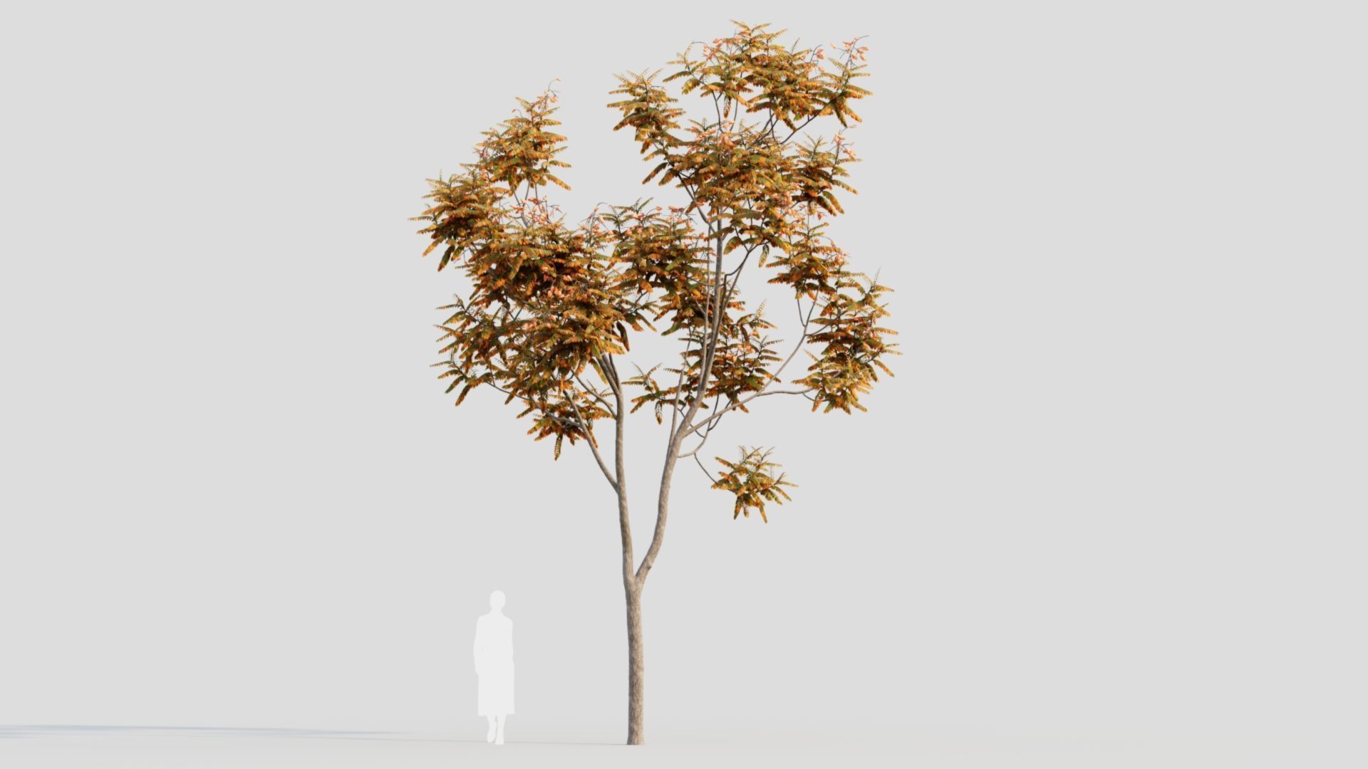 Koelreuteria paniculata a 3D model_10