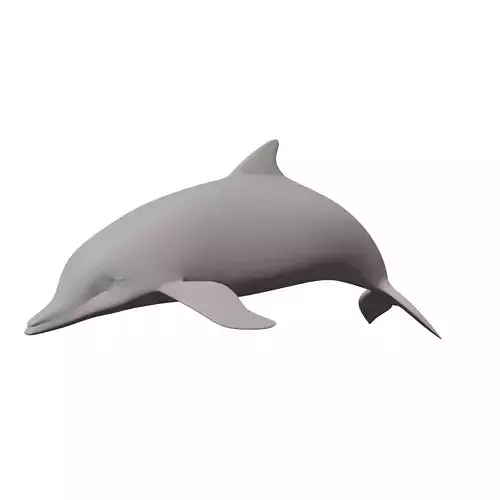 Dolphin