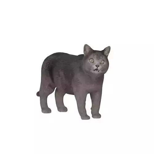British Shorthair Domestic Cat