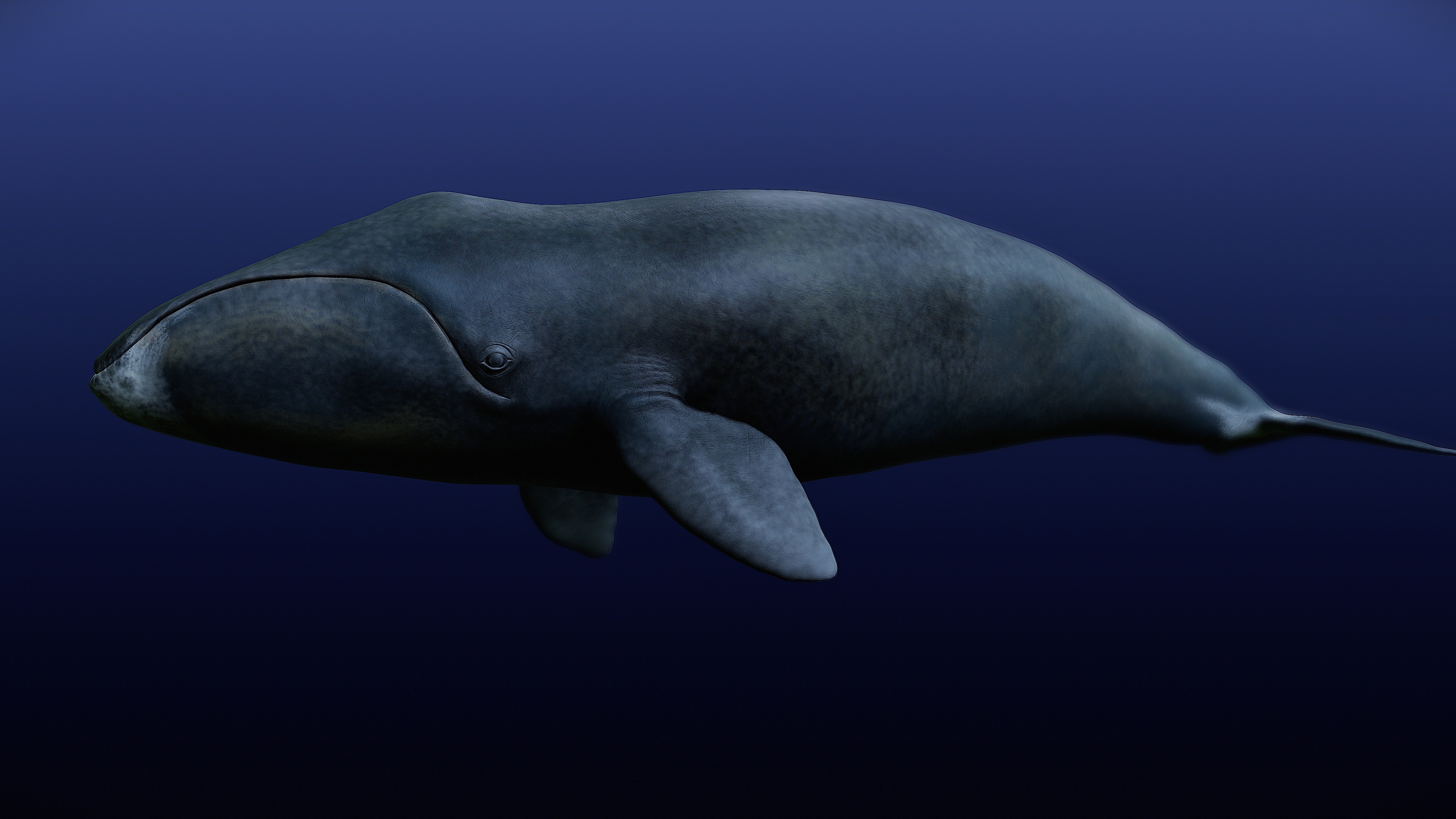 Bowhead Whale 3D print model_13
