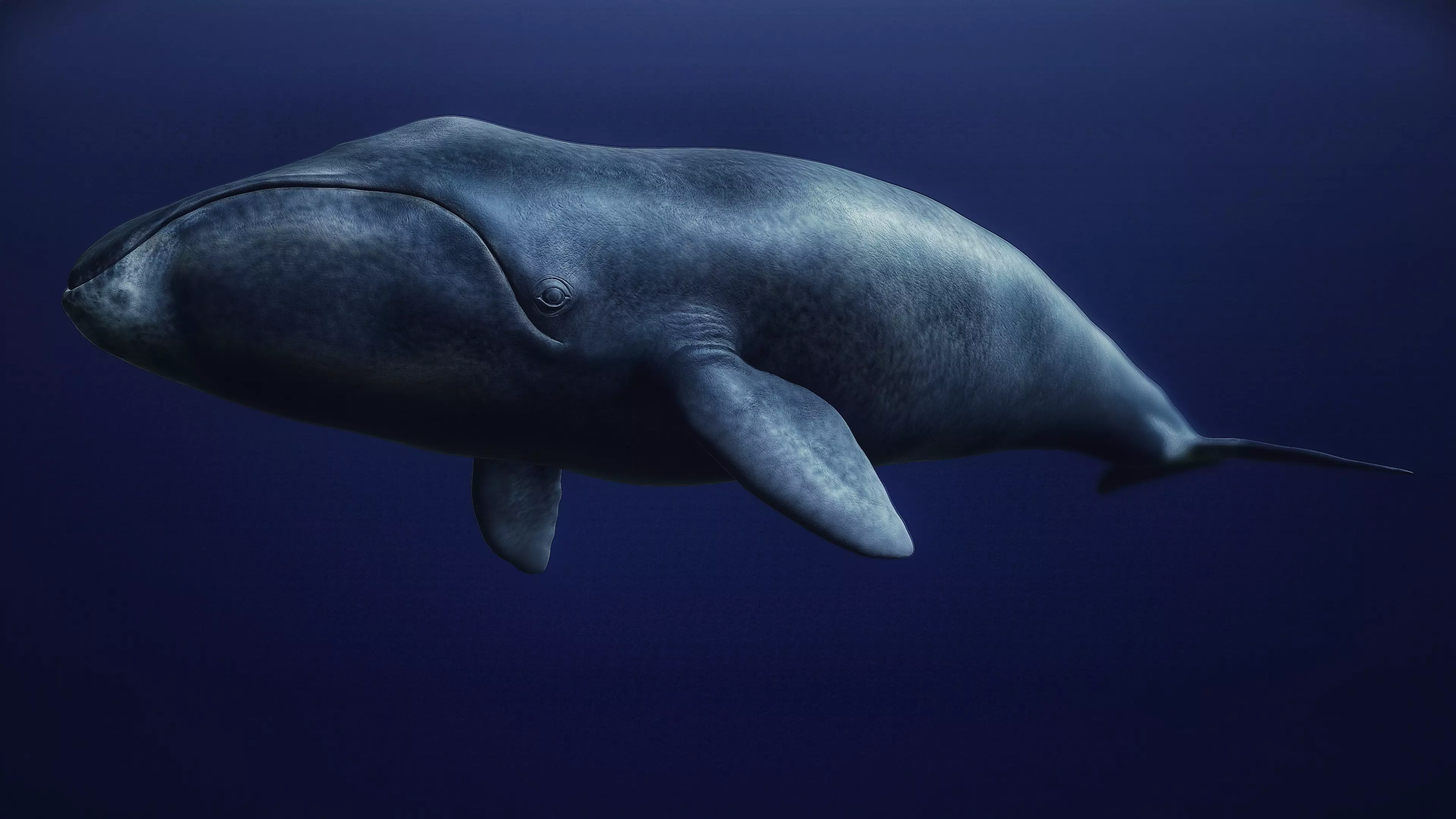 Bowhead Whale 3D print model_0