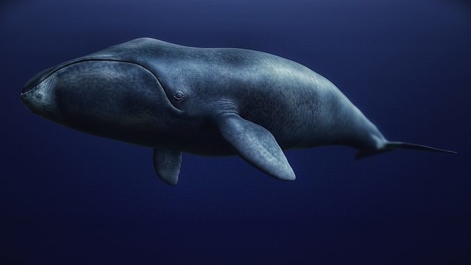 Bowhead Whale 3D print model
