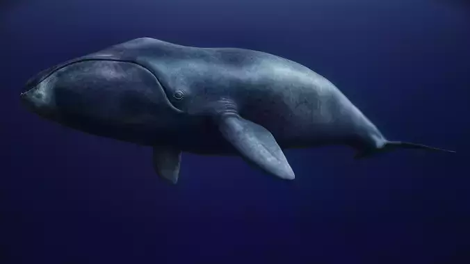 Bowhead Whale 3D print model