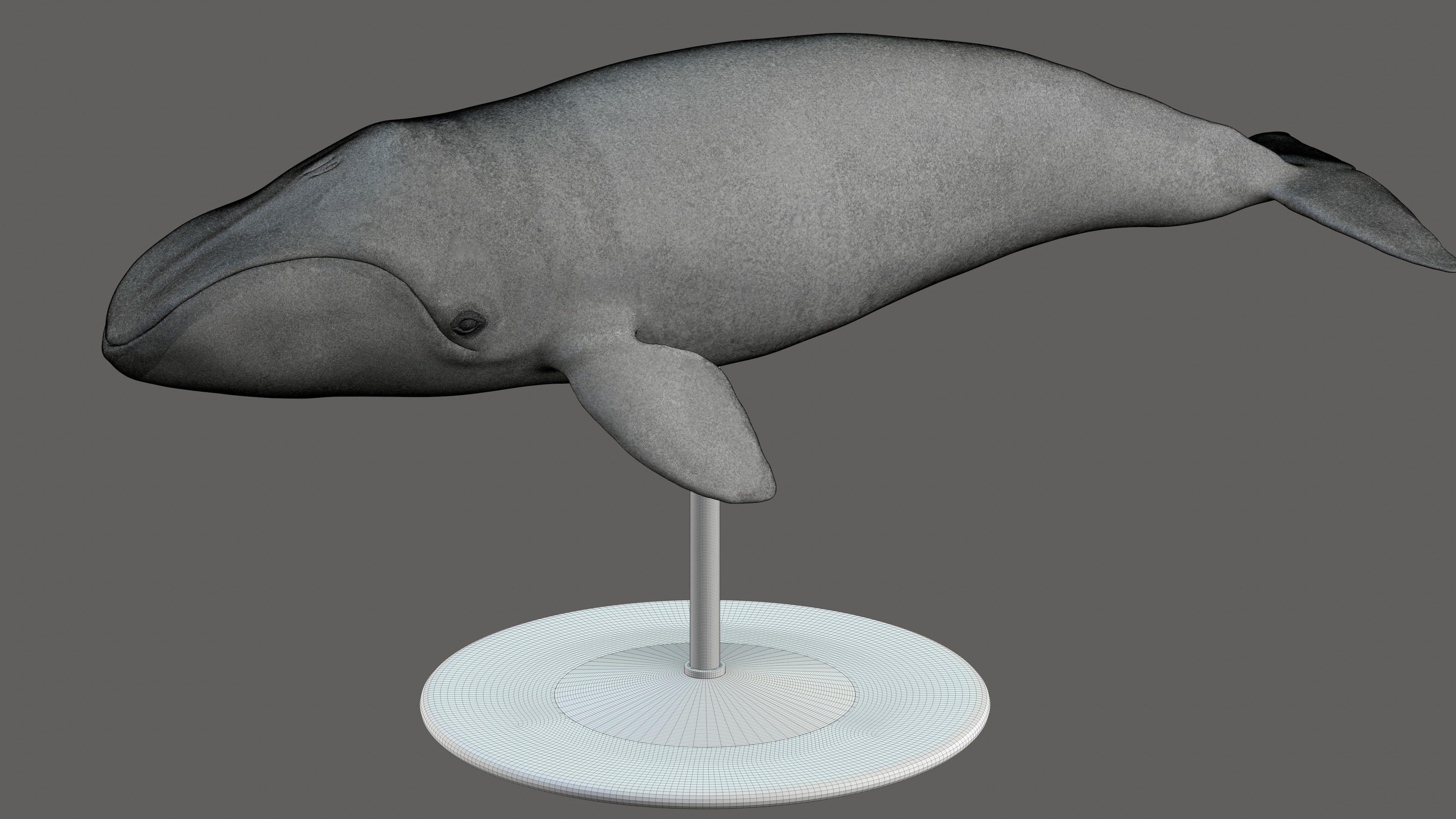 Bowhead Whale 3D print model_5