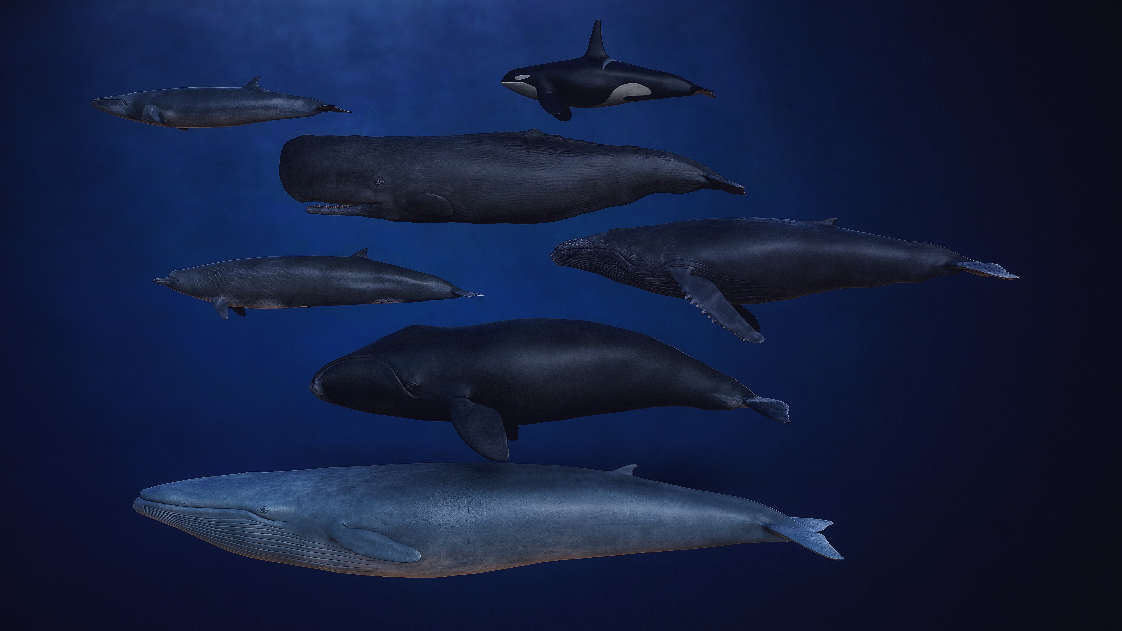 Bowhead Whale 3D print model_15