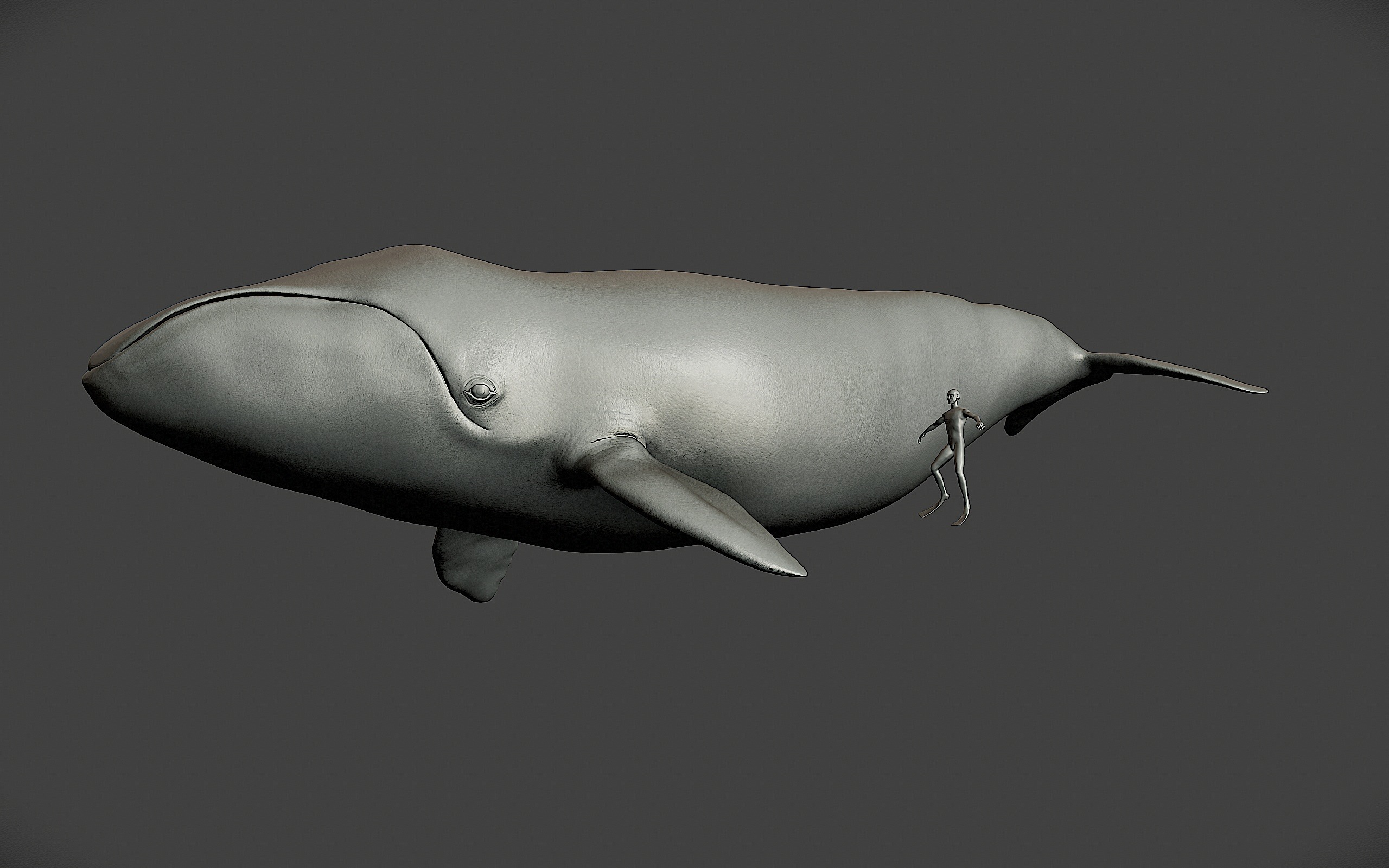 Bowhead Whale 3D print model_7