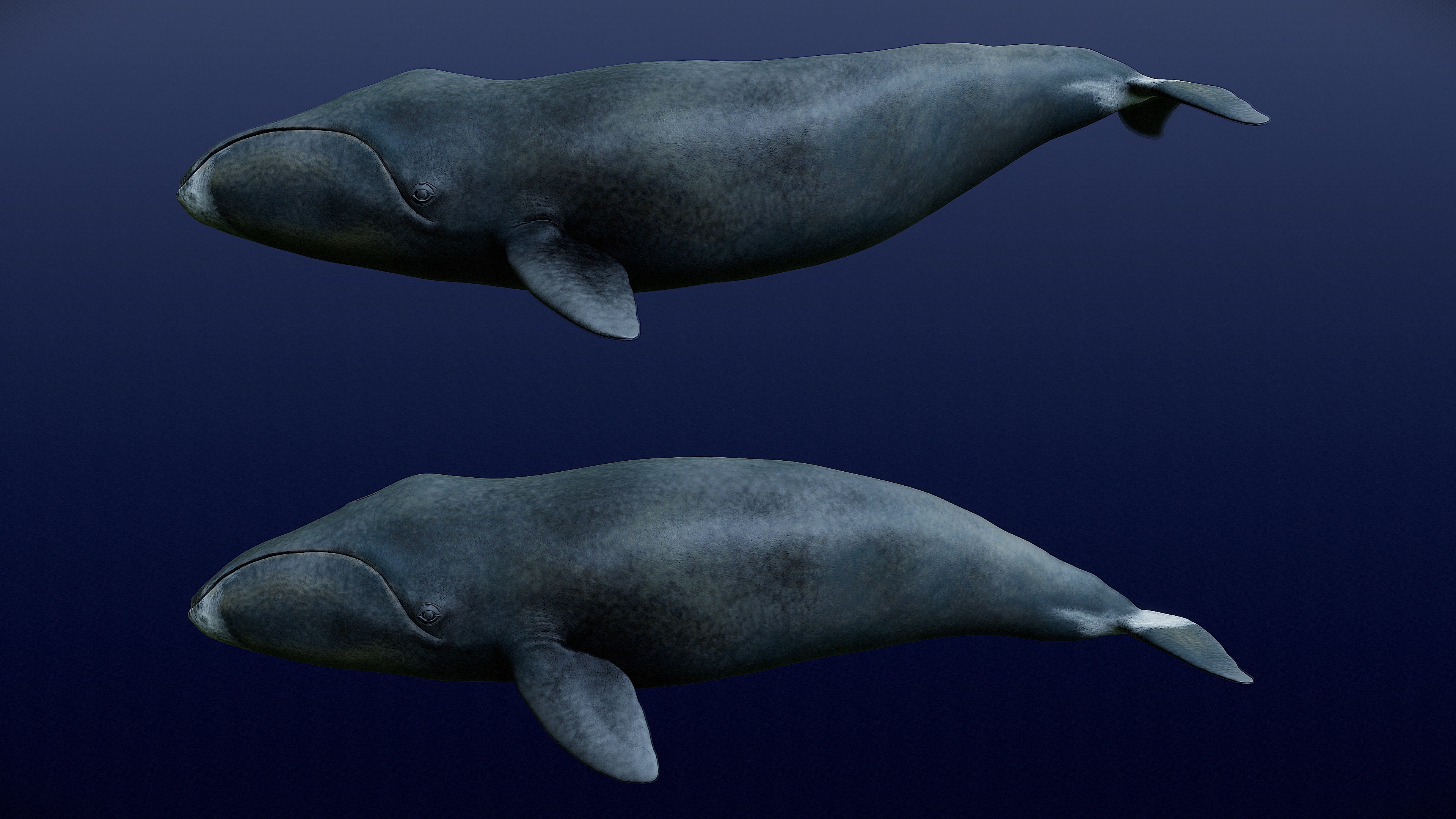 Bowhead Whale 3D print model_2