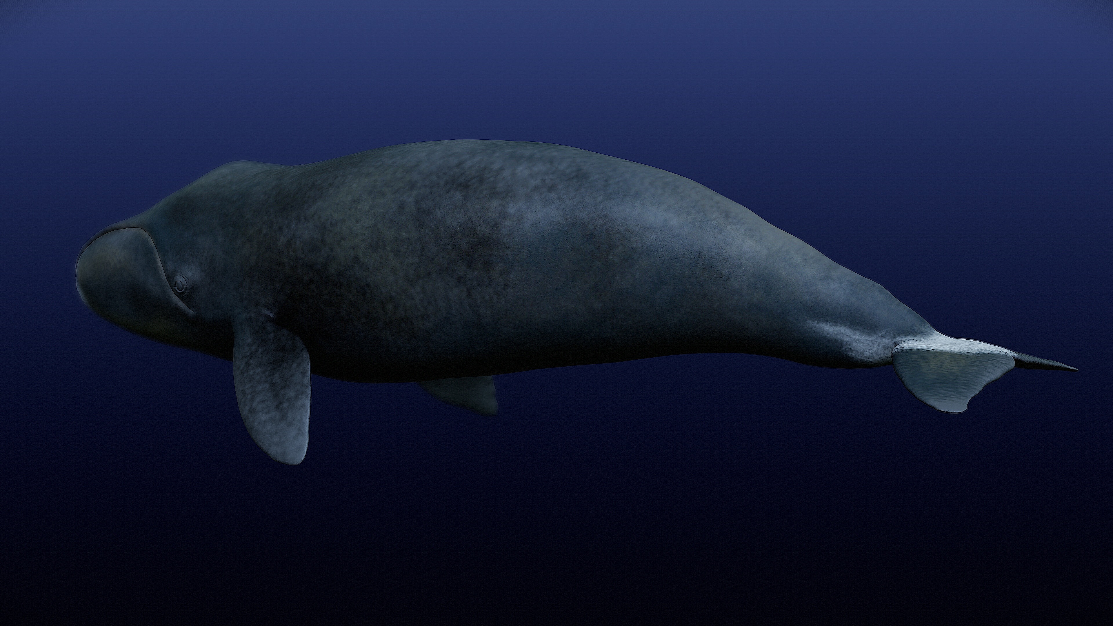 Bowhead Whale 3D print model_1