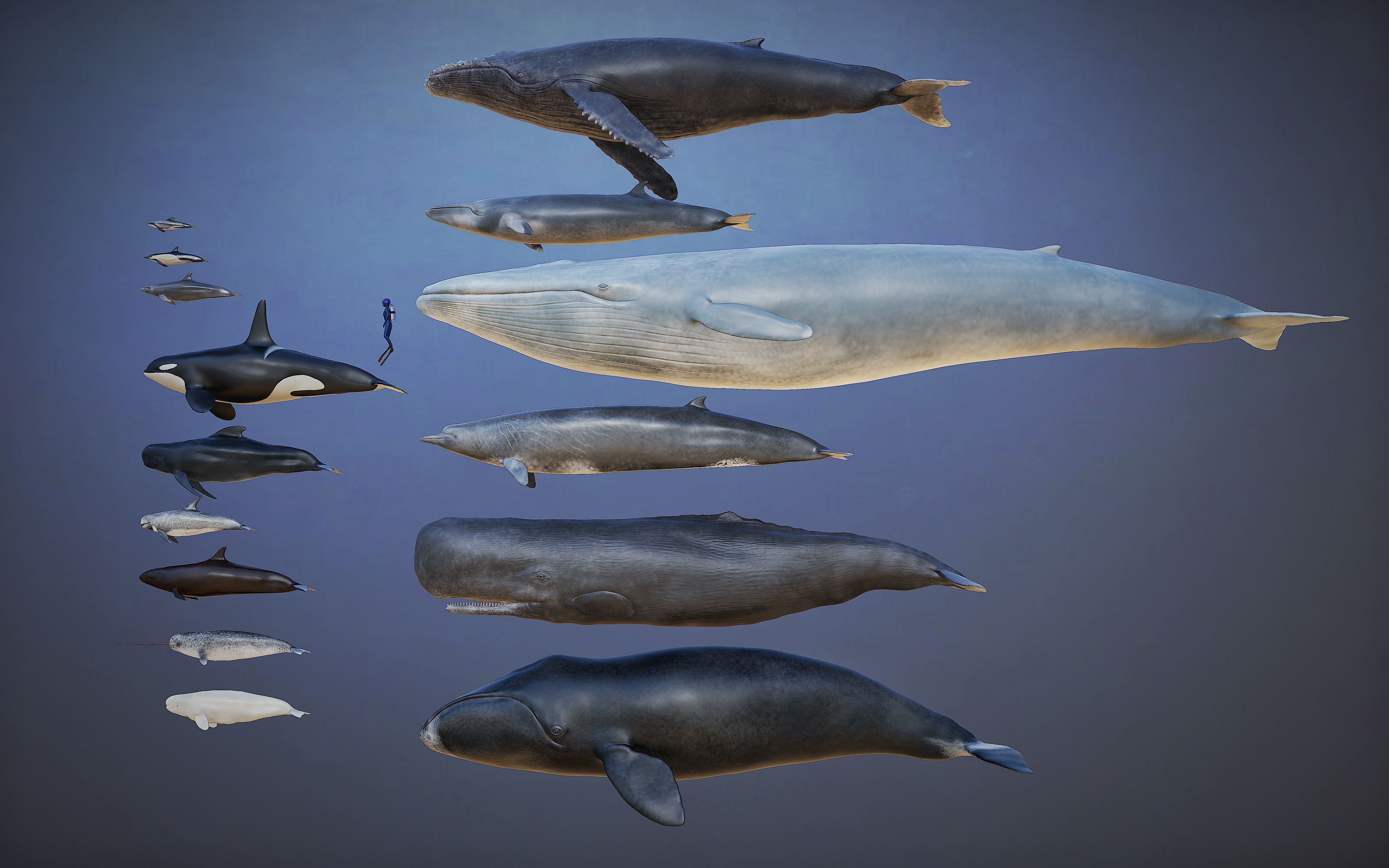 Bowhead Whale 3D print model_14