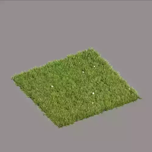 Grass 