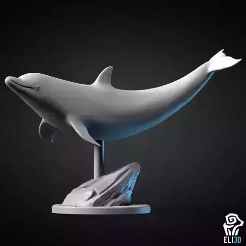 Dolphin - Animal