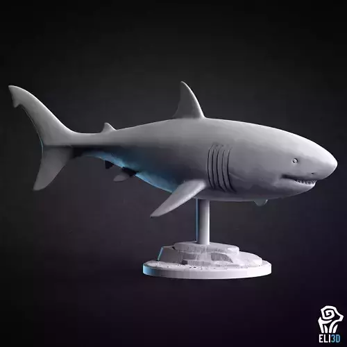 Great White Shark - Animal