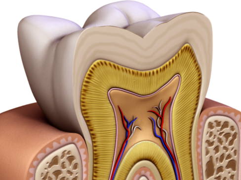 Tooth showing root and pulp 3D model_13