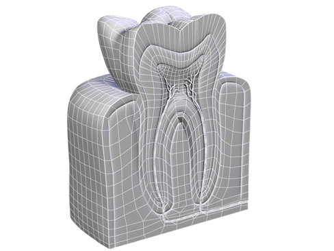 Tooth showing root and pulp 3D model_3