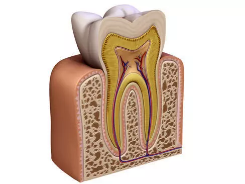 Tooth showing root and pulp 3D model_0