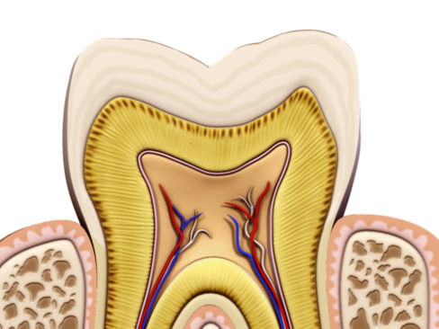 Tooth showing root and pulp 3D model_12