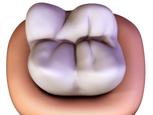 Tooth showing root and pulp 3D model_11