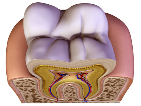 Tooth showing root and pulp 3D model_2