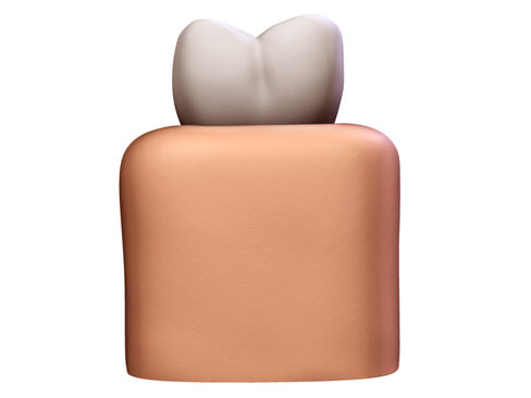 Tooth showing root and pulp 3D model_9