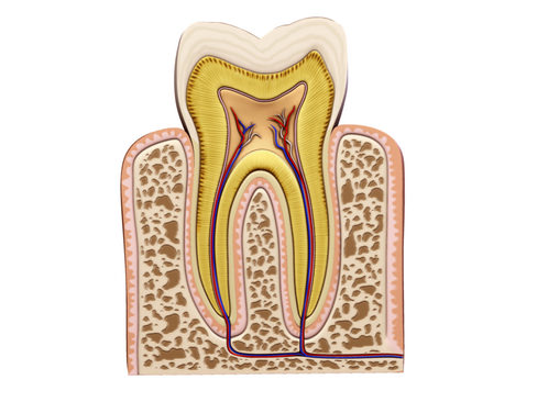 Tooth showing root and pulp 3D model_1