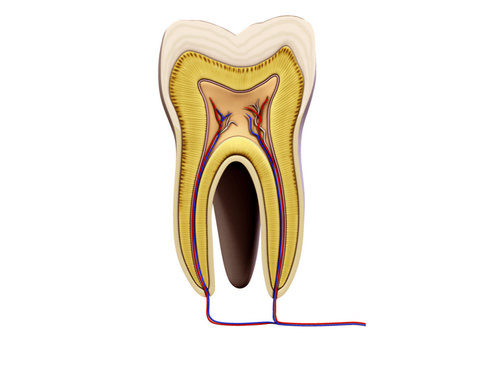 Tooth showing root and pulp 3D model_8