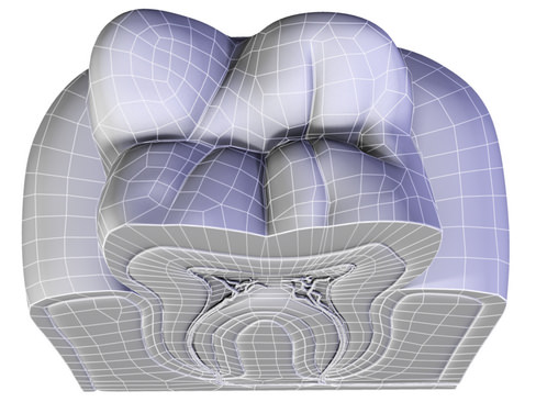 Tooth showing root and pulp 3D model_5