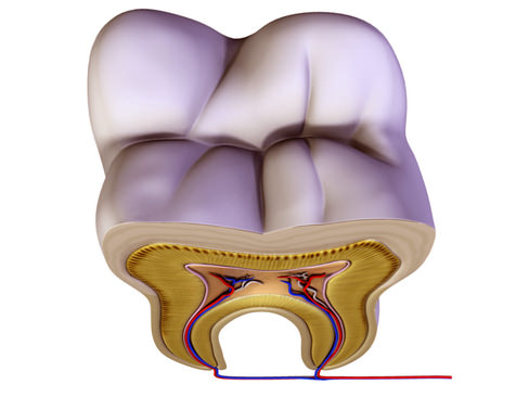 Tooth showing root and pulp 3D model_7
