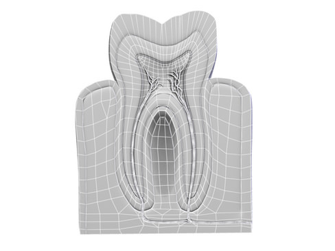 Tooth showing root and pulp 3D model_4