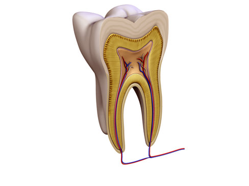 Tooth showing root and pulp 3D model_6