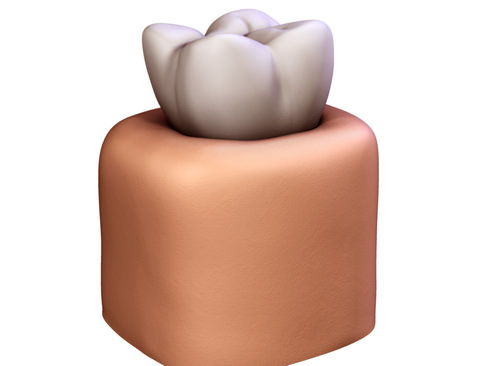 Tooth showing root and pulp 3D model_10