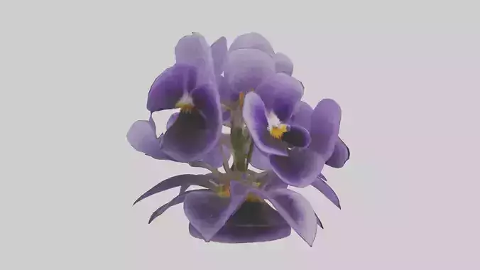 Viola Flowers