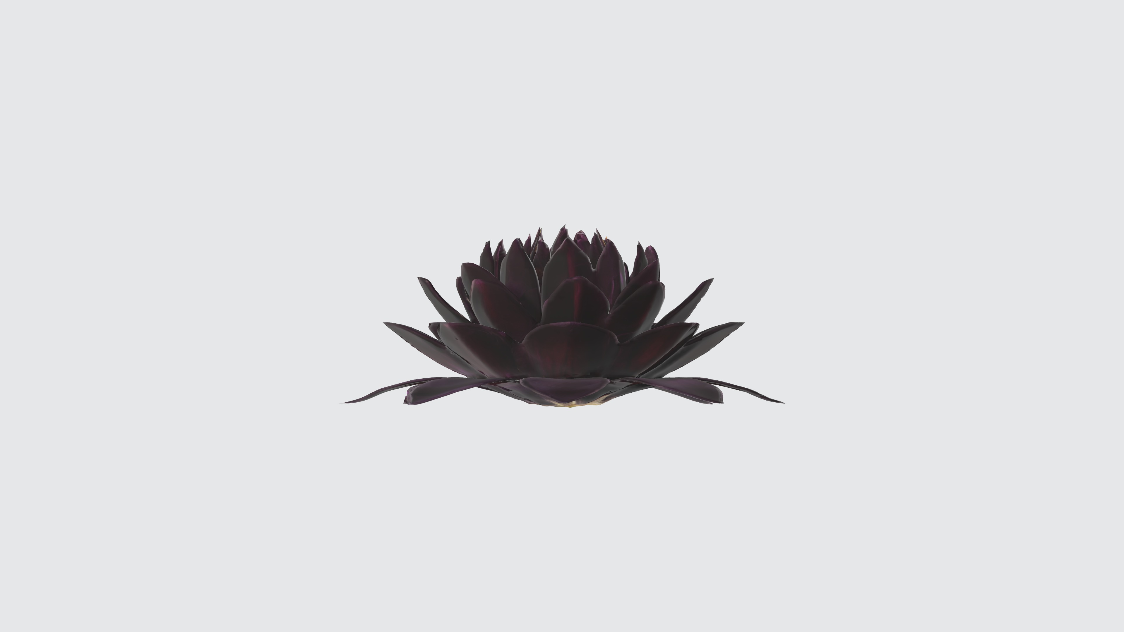 Velvet Flower Low-poly 3D model_3