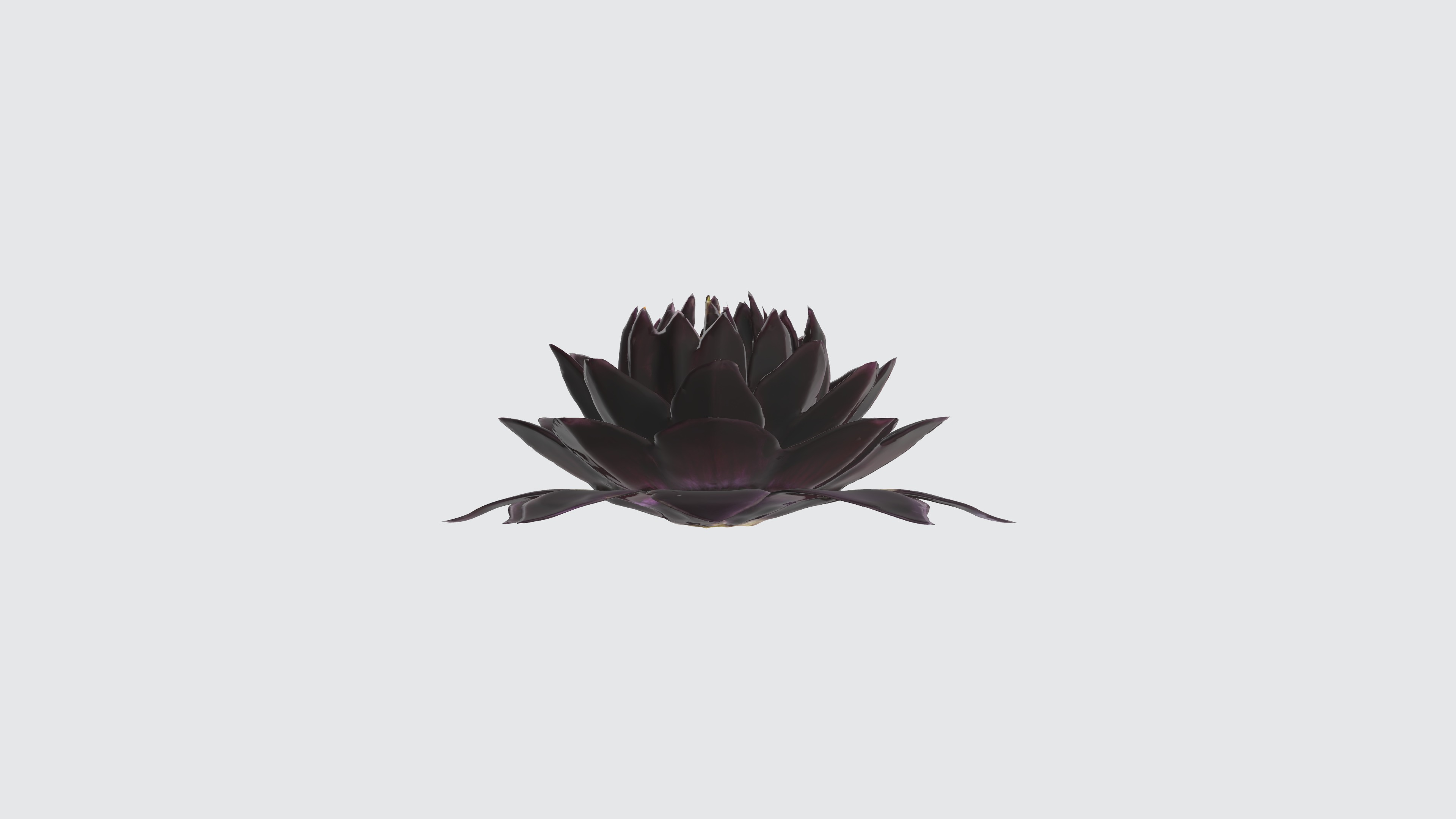 Velvet Flower Low-poly 3D model_2