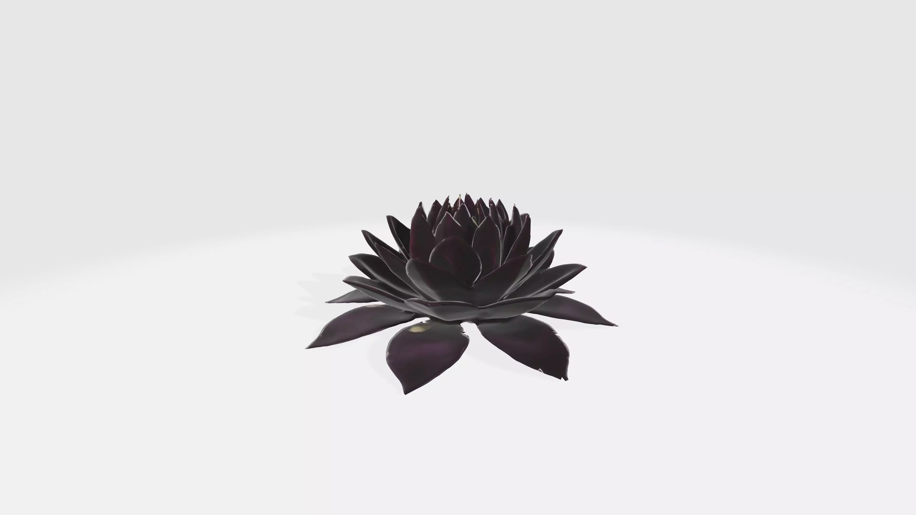 Velvet Flower Low-poly 3D model_0