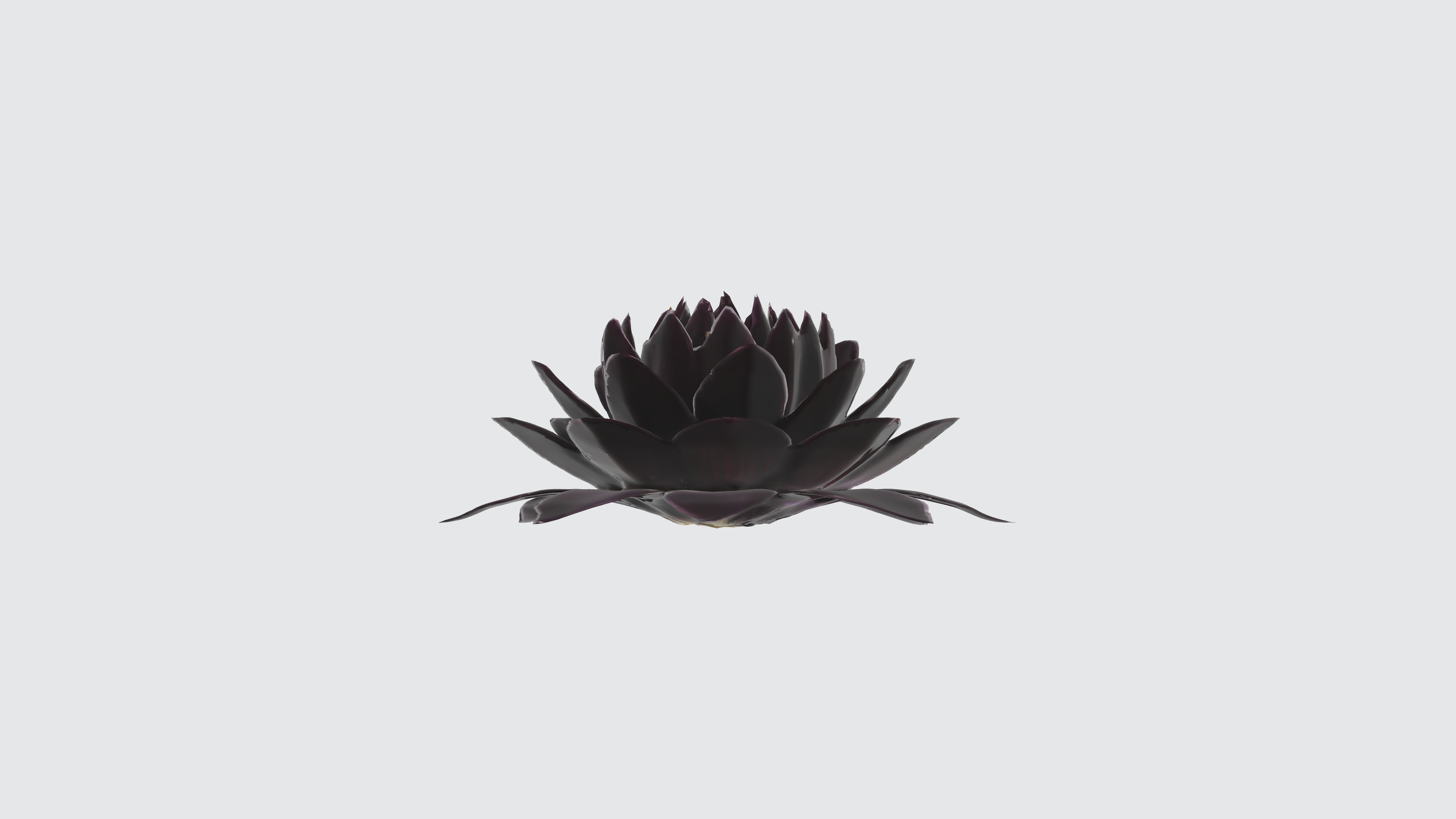 Velvet Flower Low-poly 3D model_1