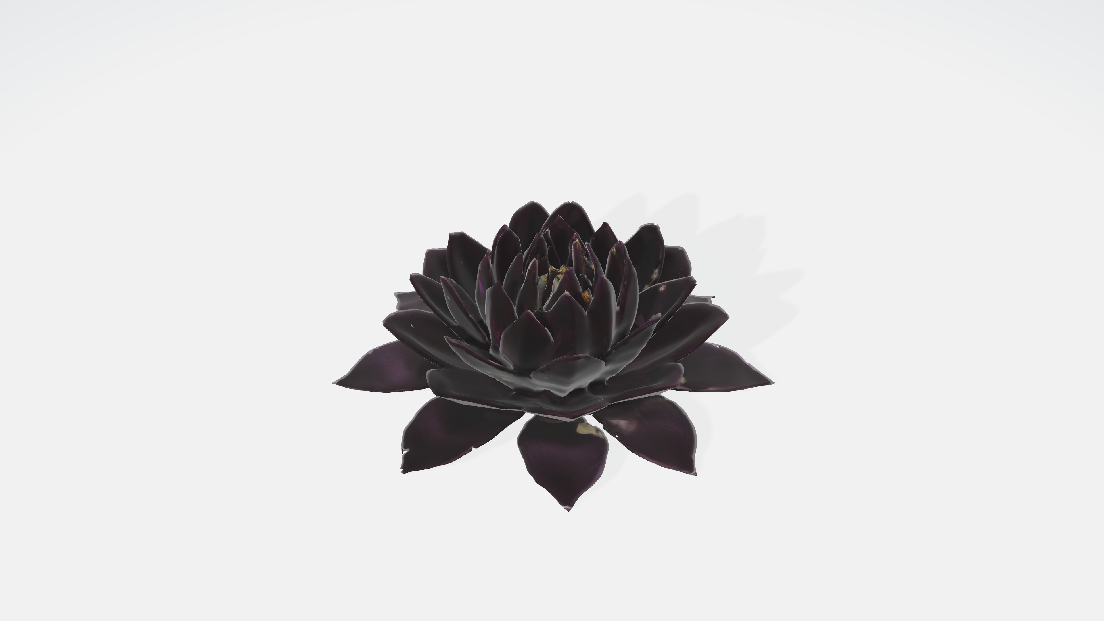 Velvet Flower Low-poly 3D model_5