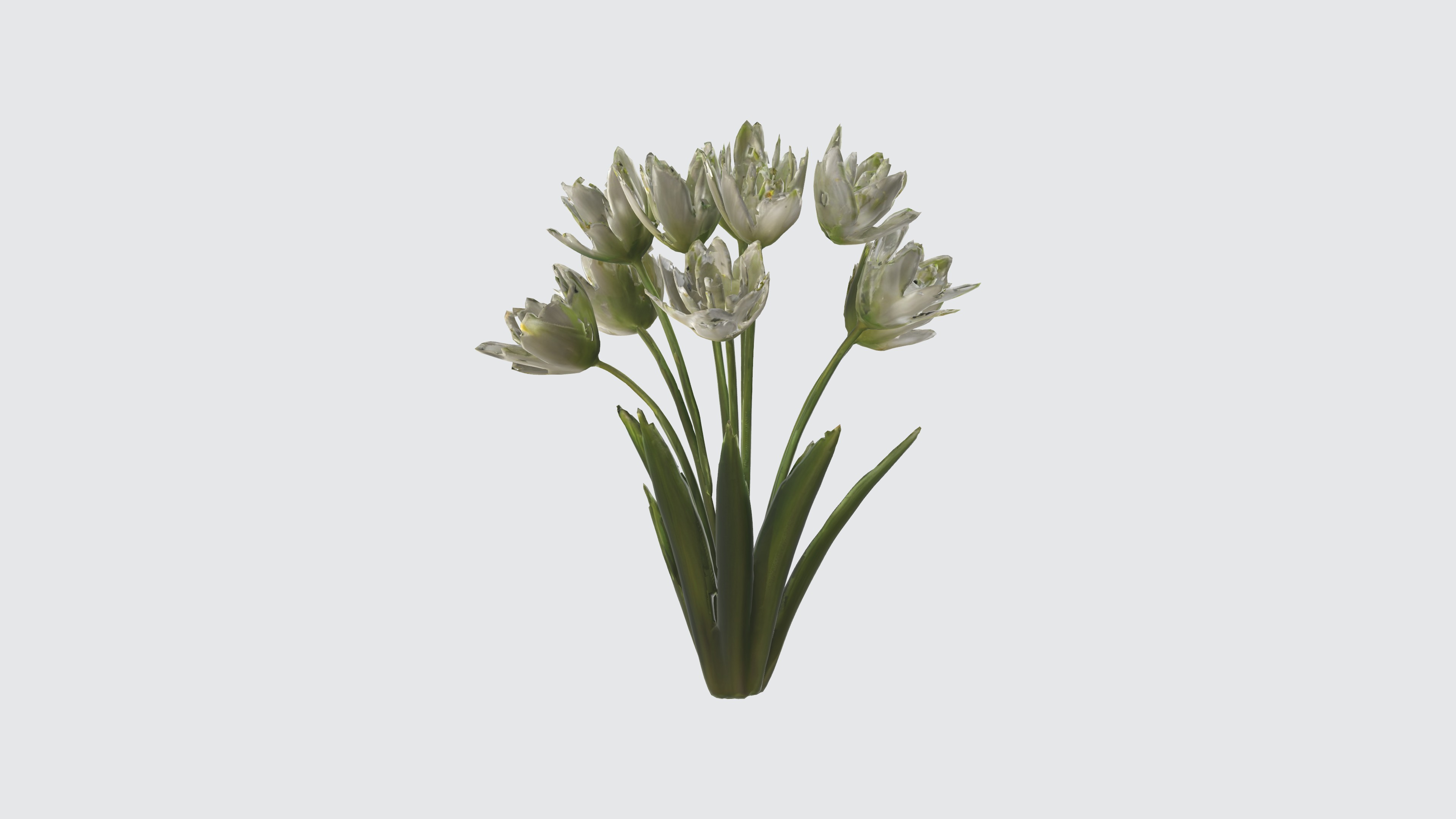 Star of Bethlehem Flowers Low-poly 3D model_3