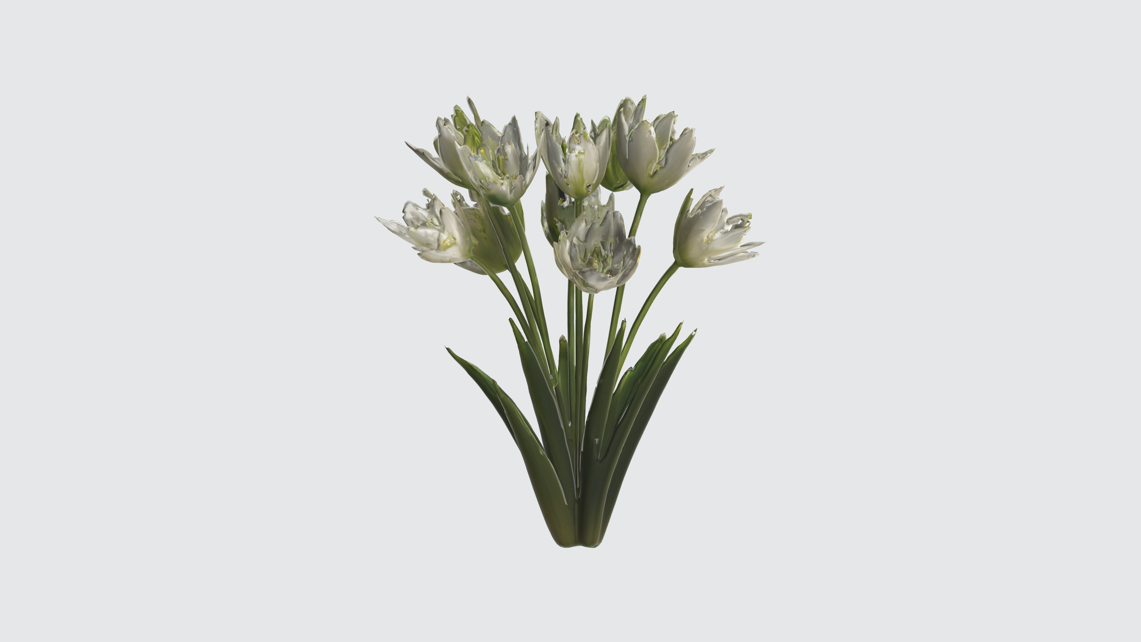 Star of Bethlehem Flowers Low-poly 3D model_2