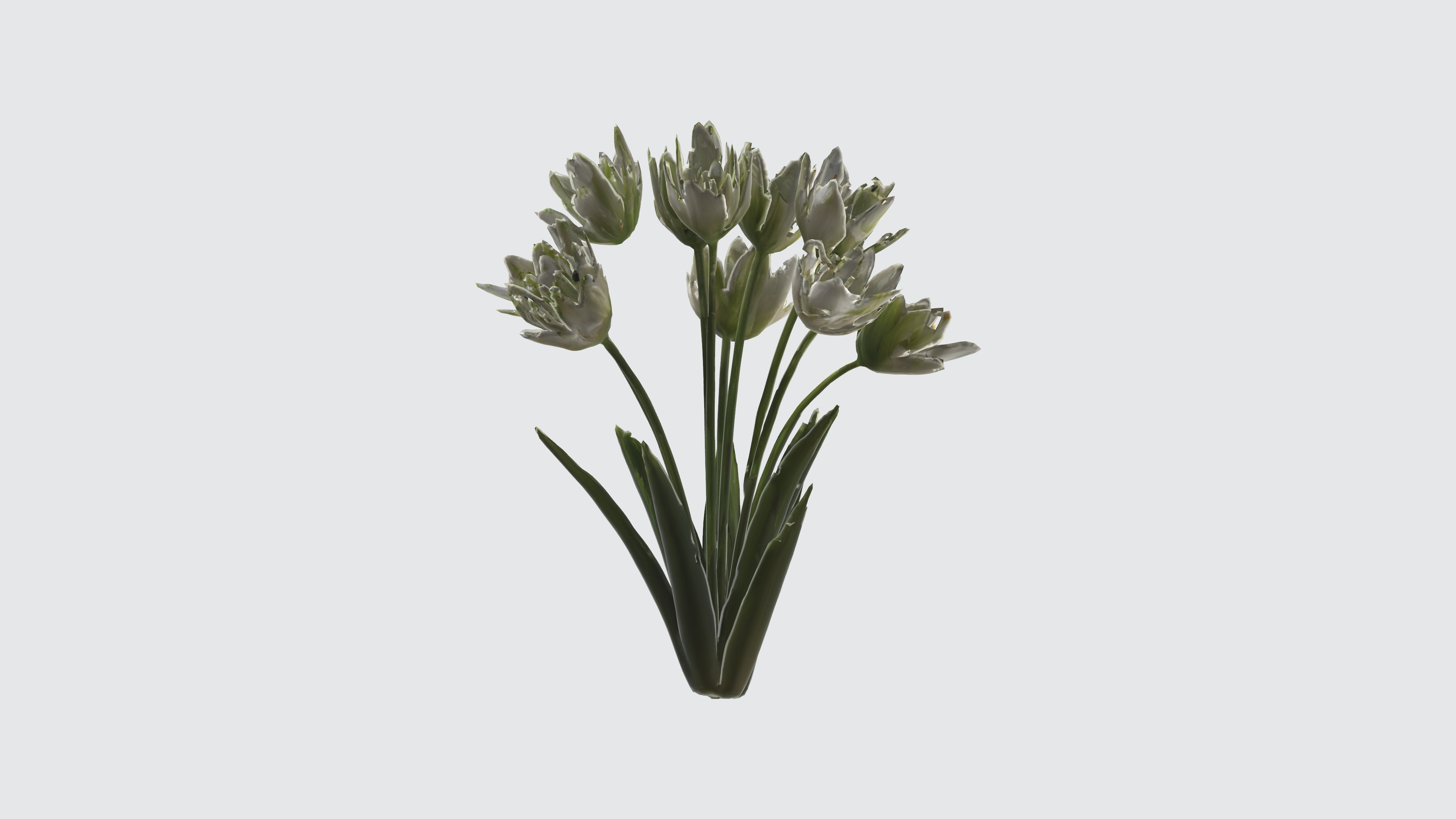 Star of Bethlehem Flowers Low-poly 3D model_1