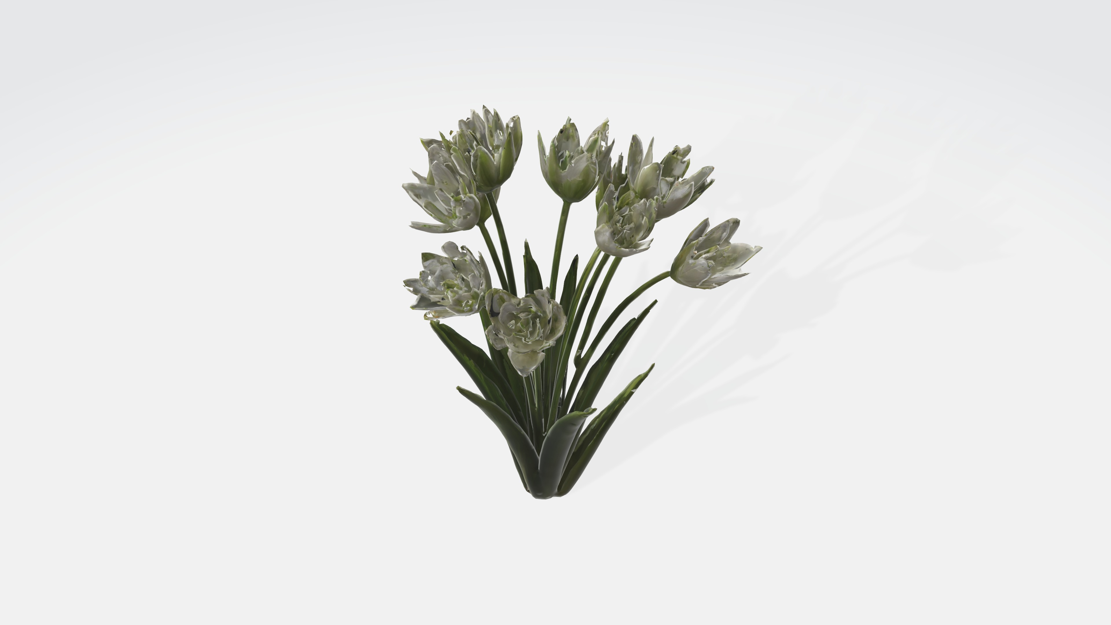 Star of Bethlehem Flowers Low-poly 3D model_5