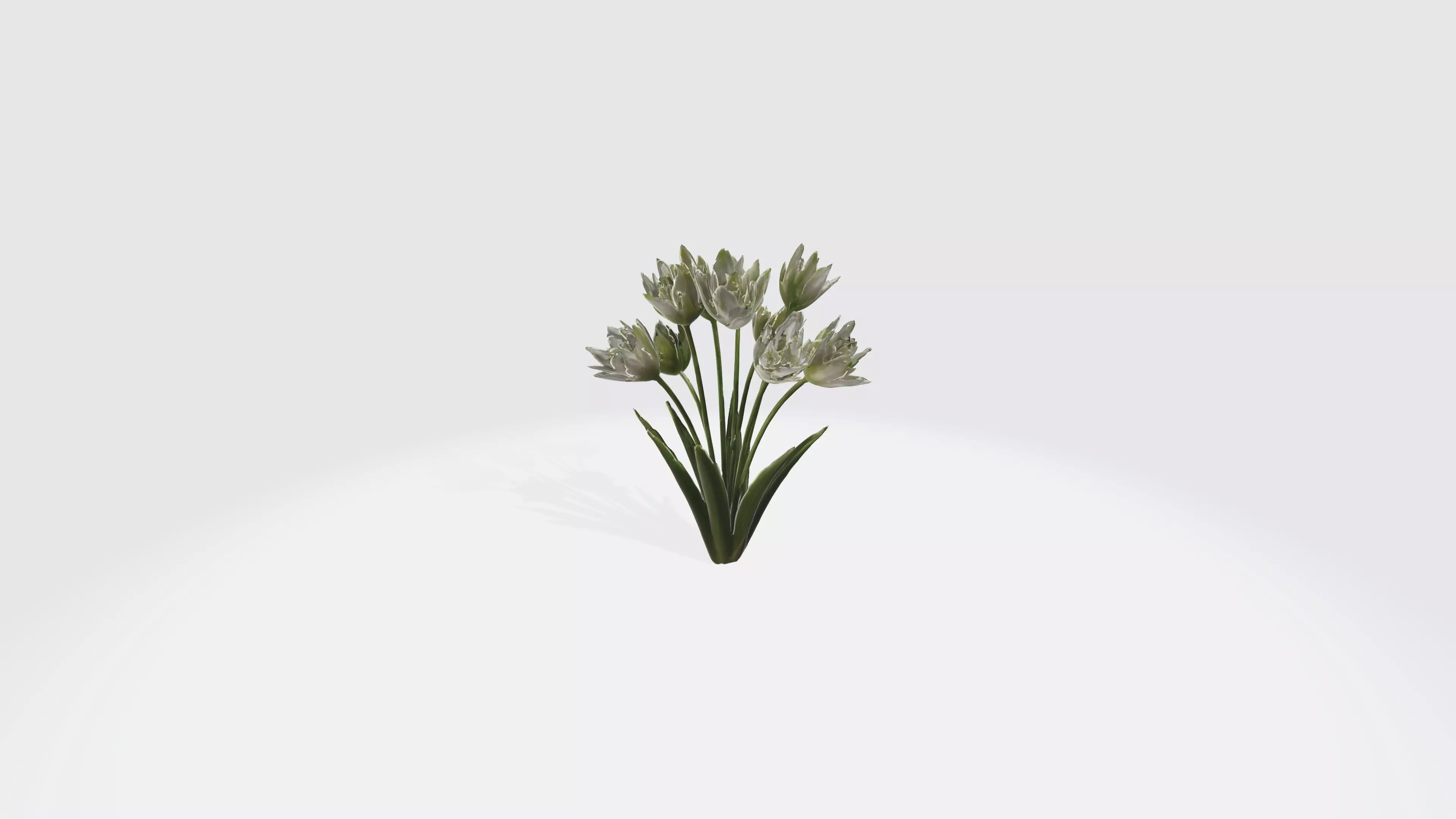 Star of Bethlehem Flowers Low-poly 3D model_0