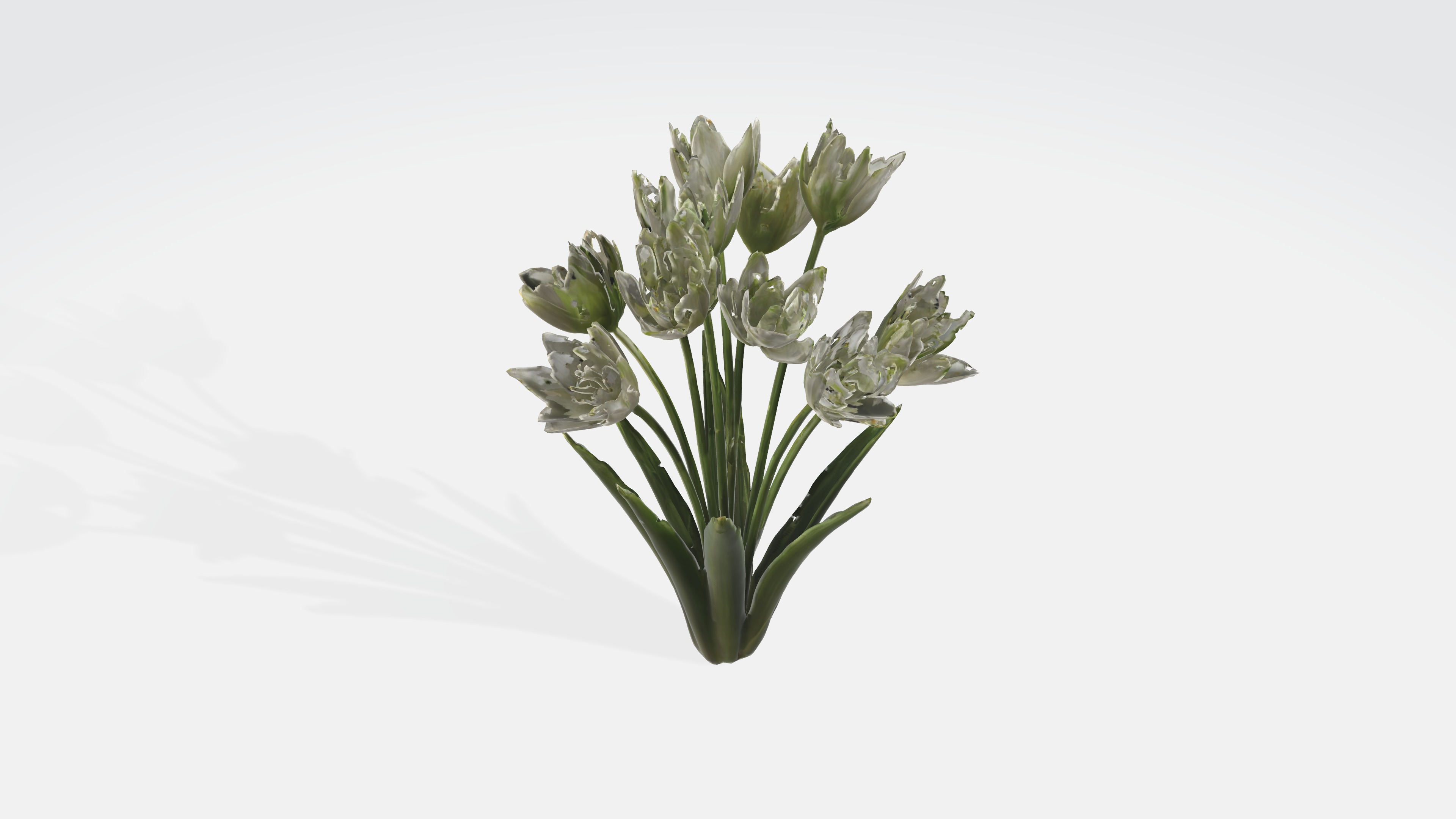 Star of Bethlehem Flowers Low-poly 3D model_4
