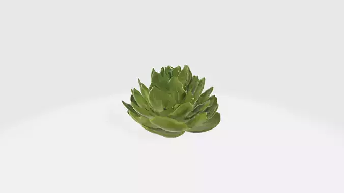 realistic lettuce