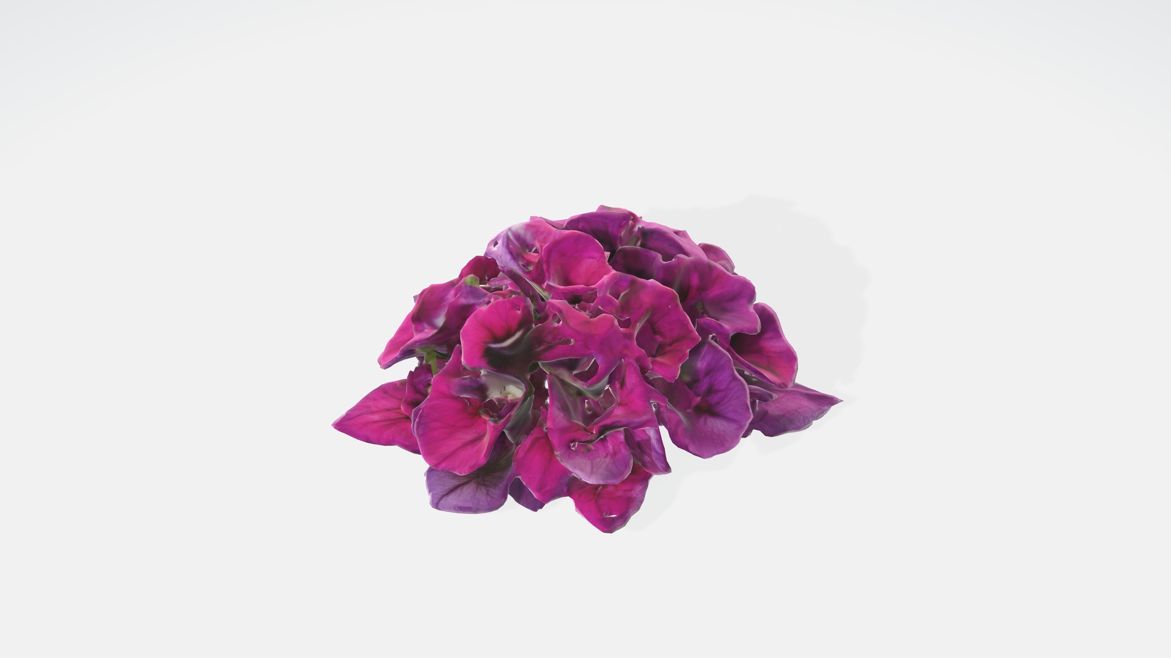 Petunia Flowers Low-poly 3D model_5