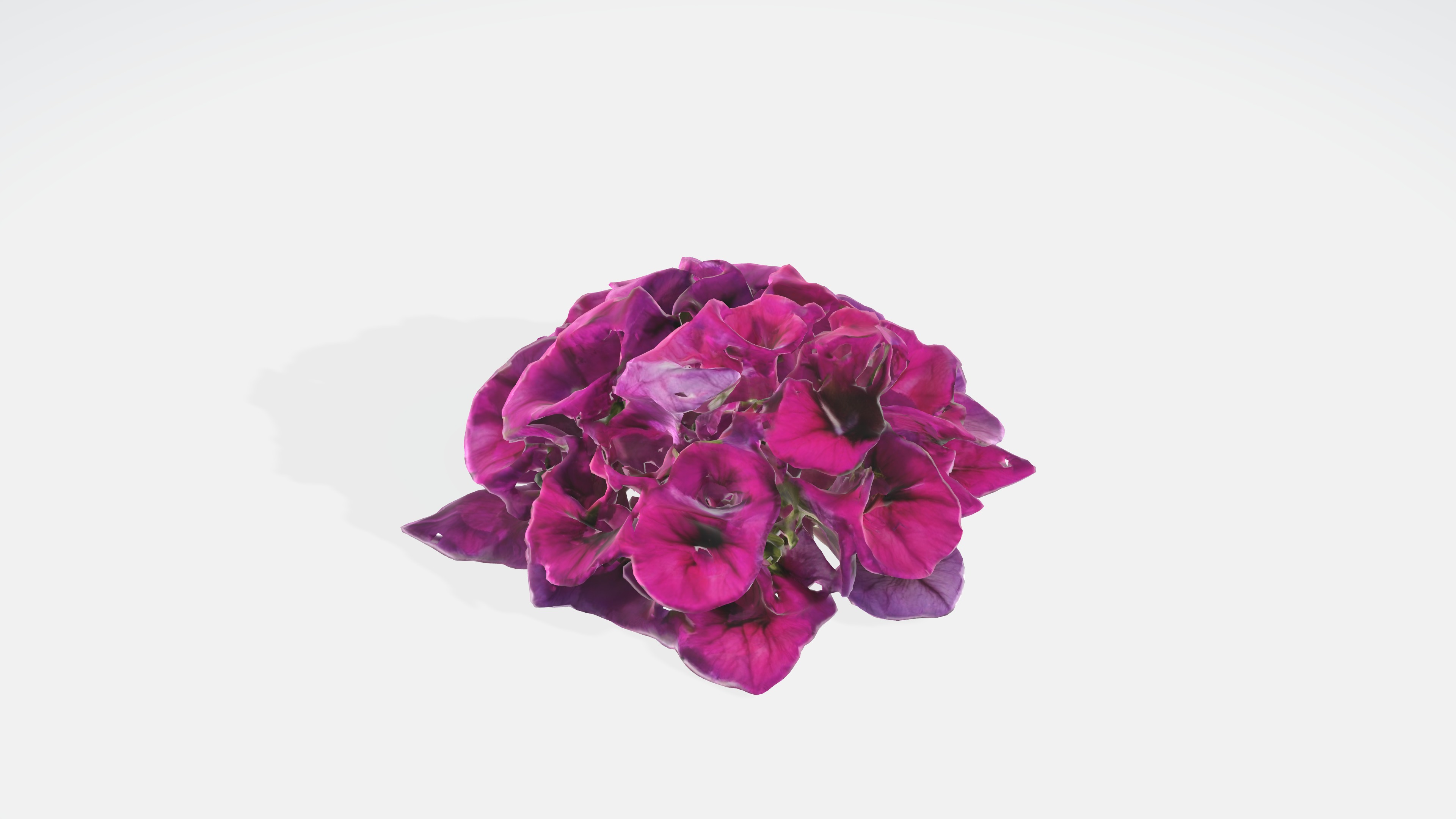 Petunia Flowers Low-poly 3D model_4