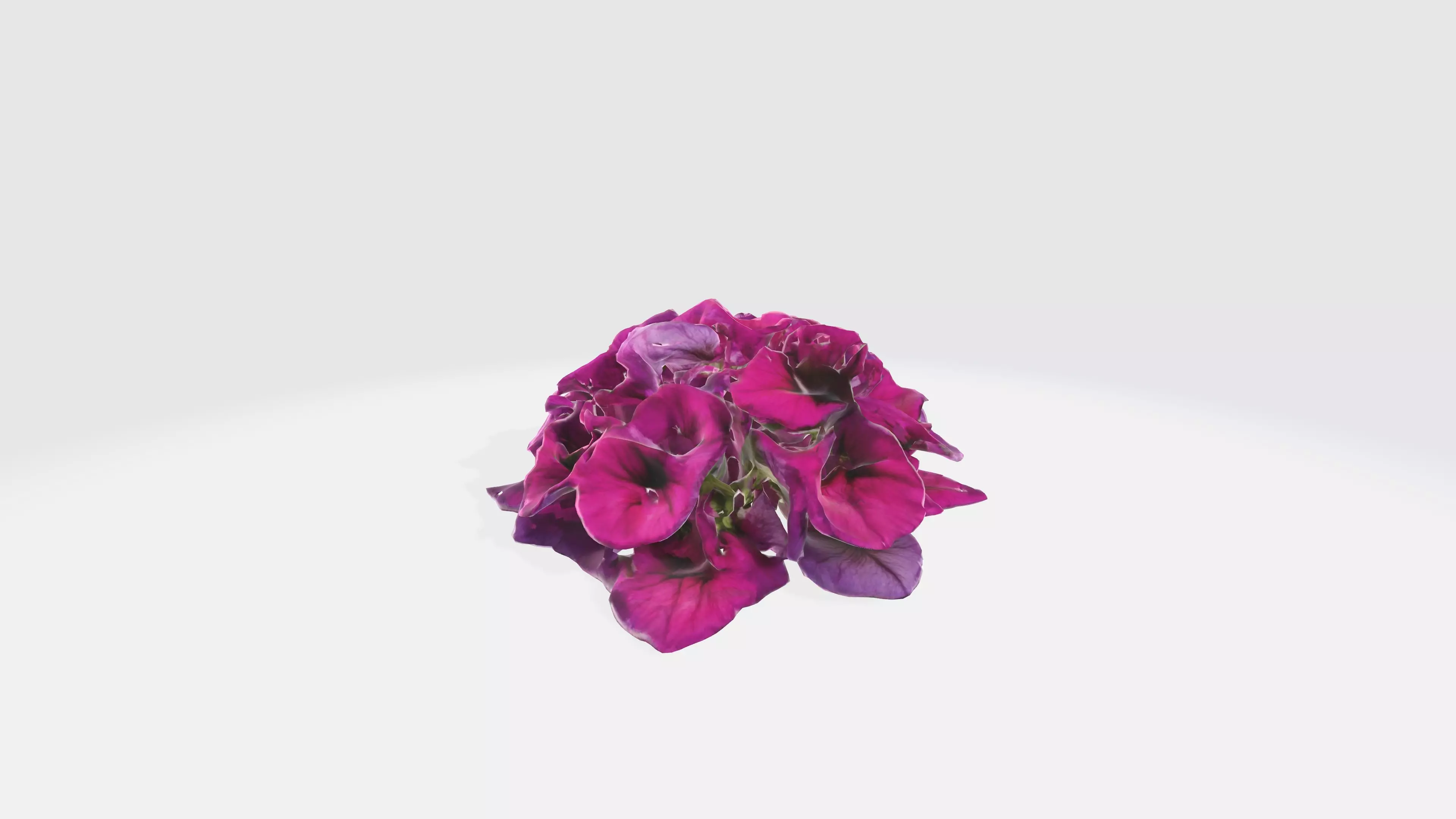Petunia Flowers Low-poly 3D model_0