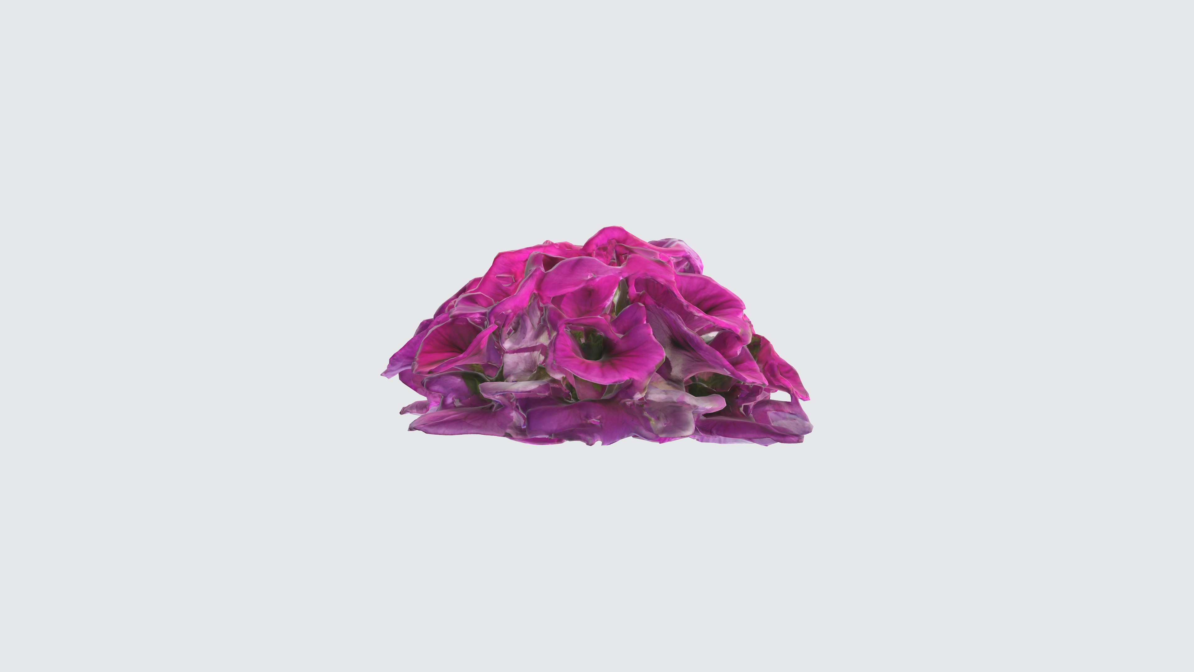 Petunia Flowers Low-poly 3D model_2