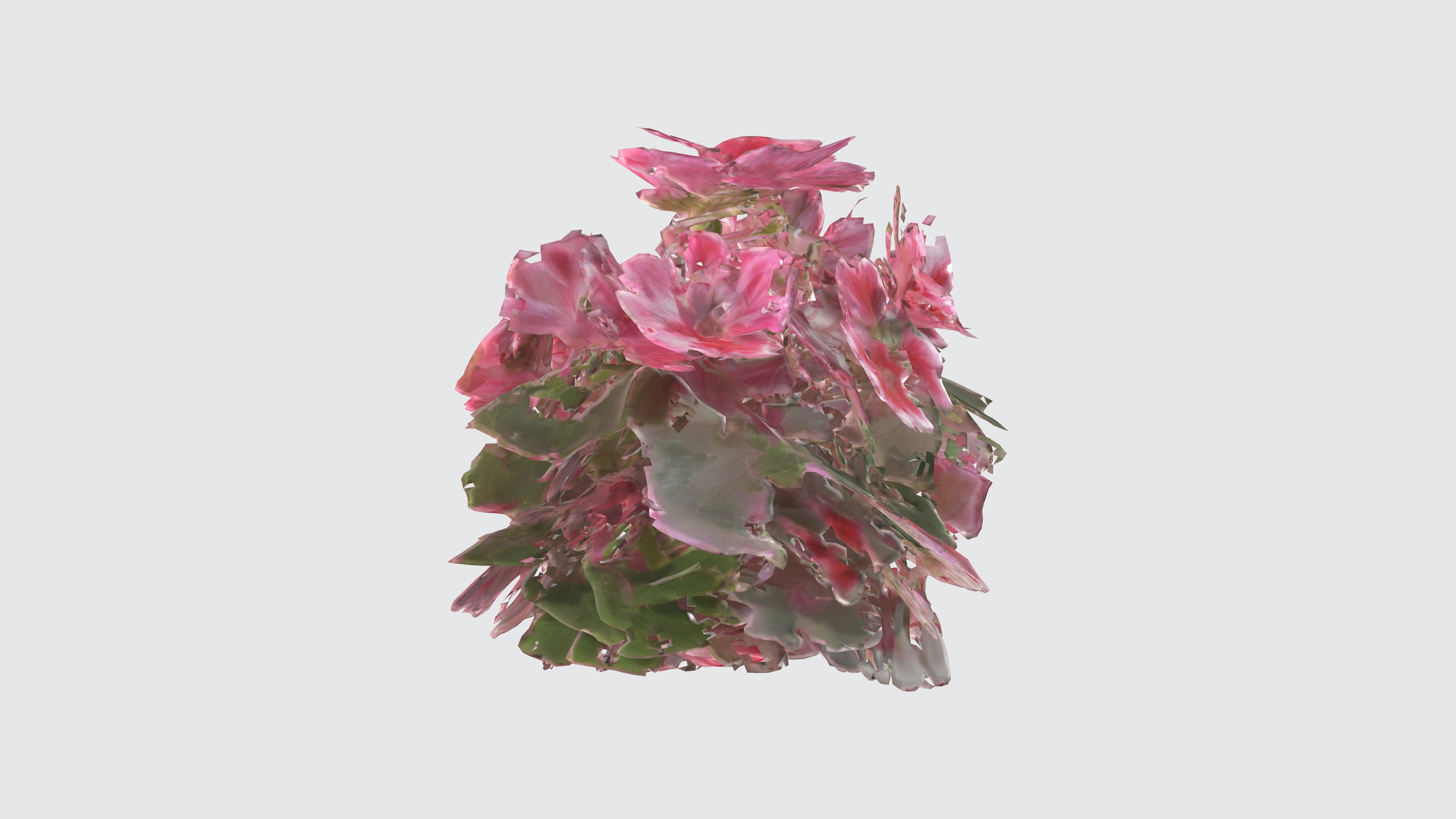 Pelargonium Flowers Low-poly 3D model_3