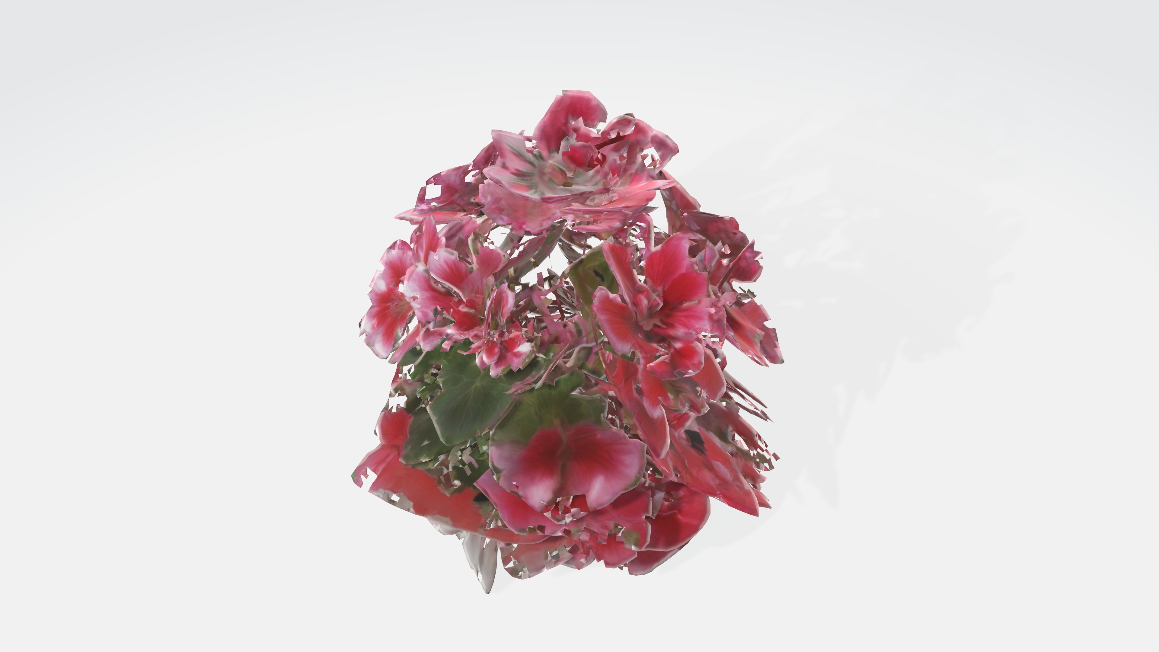 Pelargonium Flowers Low-poly 3D model_5